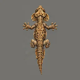 ★ Siltspit Gecko, top view