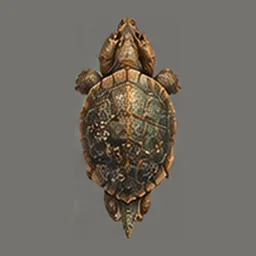 Brineback Tortoise, top view