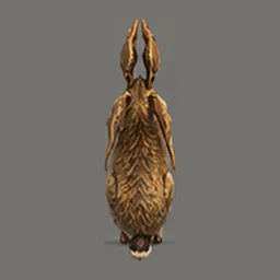 Dewhorn Hare, top view